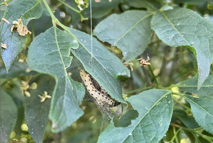 Oak processionary caterpillar in the tree