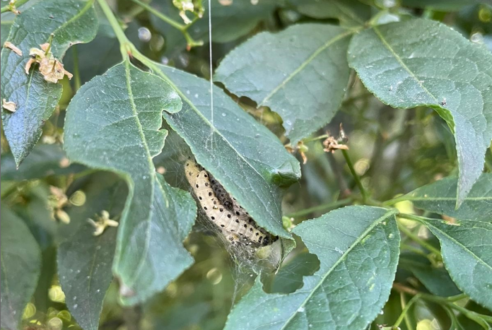 Eikenprocessierups in de boom