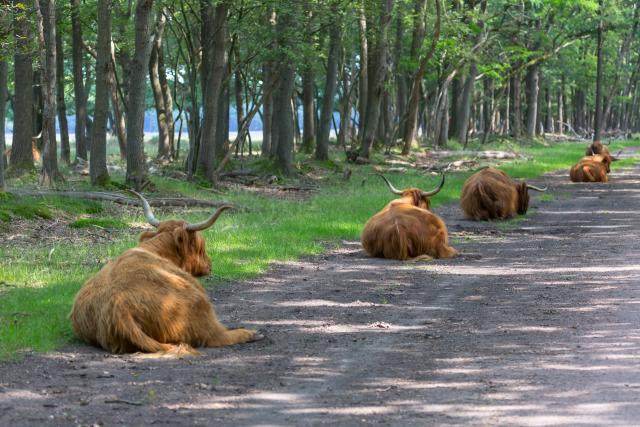 Schotse hooglanders liggen langs het gras