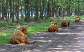 Schotse hooglanders liggen langs het gras