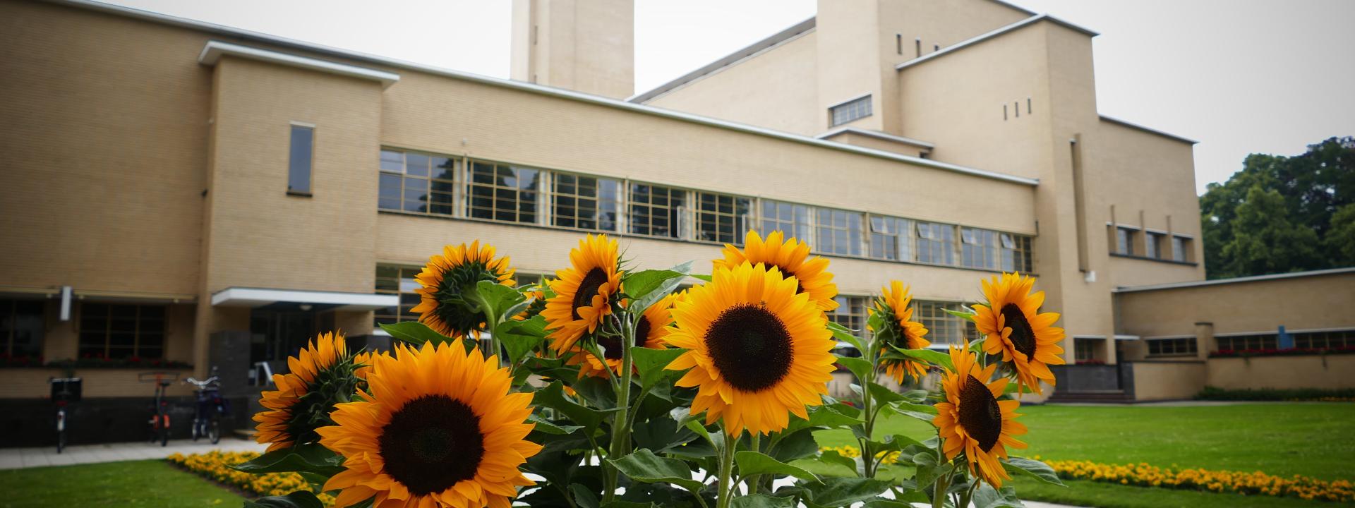 Zonnebloemen bij MH 17 monument en Raadhuis